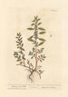 Wall Art Painting - Elizabeth Blackwell — artwork view