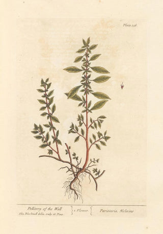 Wall Art Painting - Elizabeth Blackwell — artwork view