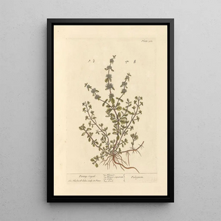 Mint Pouliot Painting - Elizabeth Blackwell — framed artwork on a wall