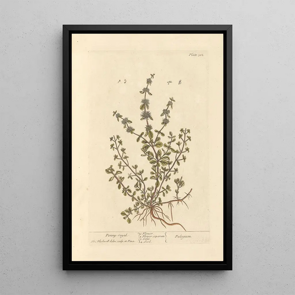 Mint Pouliot Painting - Elizabeth Blackwell — framed artwork on a wall