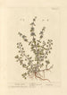 Mint Pouliot Painting - Elizabeth Blackwell — artwork view