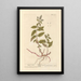 Mint Pepper Painting - Elizabeth Blackwell — framed artwork on a wall