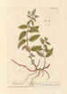 Mint Pepper Painting - Elizabeth Blackwell — artwork view
