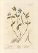 Pervenche - Elizabeth Blackwell — artwork view