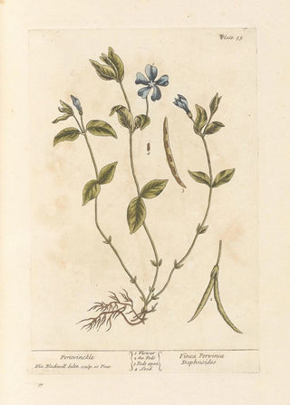 Pervenche - Elizabeth Blackwell — artwork view