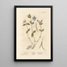 Pervenche - Elizabeth Blackwell — framed artwork on a wall