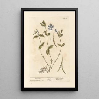 Pervenche - Elizabeth Blackwell — framed artwork on a wall