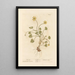 Ficaire - Elizabeth Blackwell — framed artwork on a wall