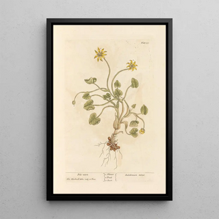 Ficaire - Elizabeth Blackwell — framed artwork on a wall