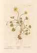 Ficaire - Elizabeth Blackwell — artwork view