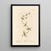 Petite pimprenelle - Elizabeth Blackwell — framed artwork on a wall