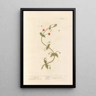 Petite pimprenelle - Elizabeth Blackwell — framed artwork on a wall