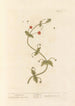Petite pimprenelle - Elizabeth Blackwell — artwork view