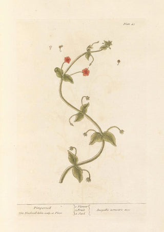 Petite pimprenelle - Elizabeth Blackwell — artwork view