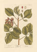 Pistachio Painting - Elizabeth Blackwell — artwork view