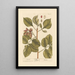 Pistachio Painting - Elizabeth Blackwell — framed artwork on a wall