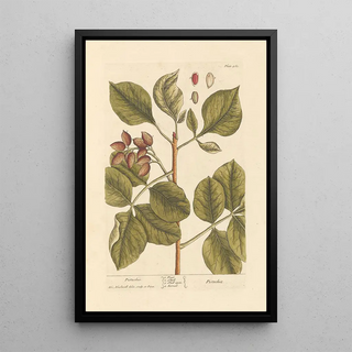Pistachio Painting - Elizabeth Blackwell — framed artwork on a wall