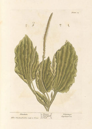 Plantain - Elizabeth Blackwell — artwork view