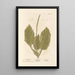 Plantain - Elizabeth Blackwell — framed artwork on a wall