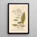 Large Conyze Painting - Elizabeth Blackwell — framed artwork on a wall