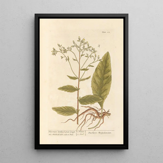 Large Conyze Painting - Elizabeth Blackwell — framed artwork on a wall