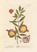 Grenades - Elizabeth Blackwell — artwork view