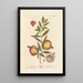 Grenades - Elizabeth Blackwell — framed artwork on a wall
