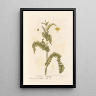 Laiteron épineux - Elizabeth Blackwell — framed artwork on a wall
