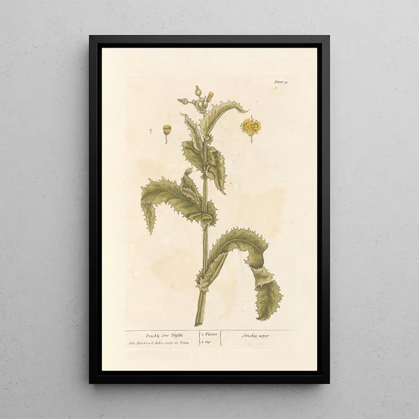 Laiteron épineux - Elizabeth Blackwell — framed artwork on a wall