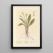 Primrose - Elizabeth Blackwell — framed artwork on a wall