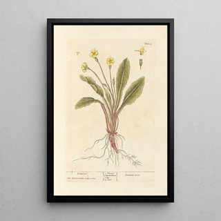 Primrose - Elizabeth Blackwell — framed artwork on a wall