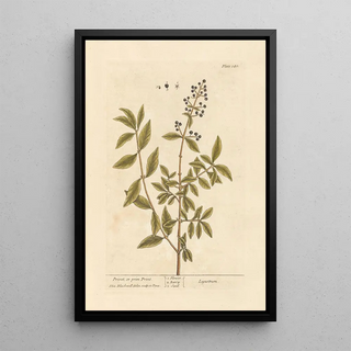 Privet or primprint - Elizabeth Blackwell — framed artwork on a wall