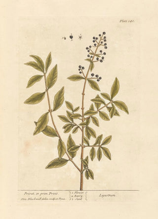 Privet or primprint - Elizabeth Blackwell — artwork view