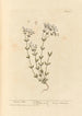 Lin purgatif - Elizabeth Blackwell — artwork view