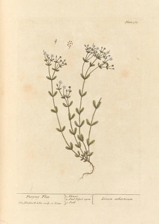 Lin purgatif - Elizabeth Blackwell — artwork view