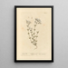 Lin purgatif - Elizabeth Blackwell — framed artwork on a wall