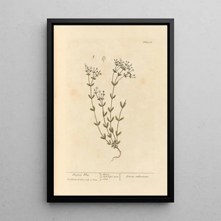 Lin purgatif - Elizabeth Blackwell — framed artwork on a wall