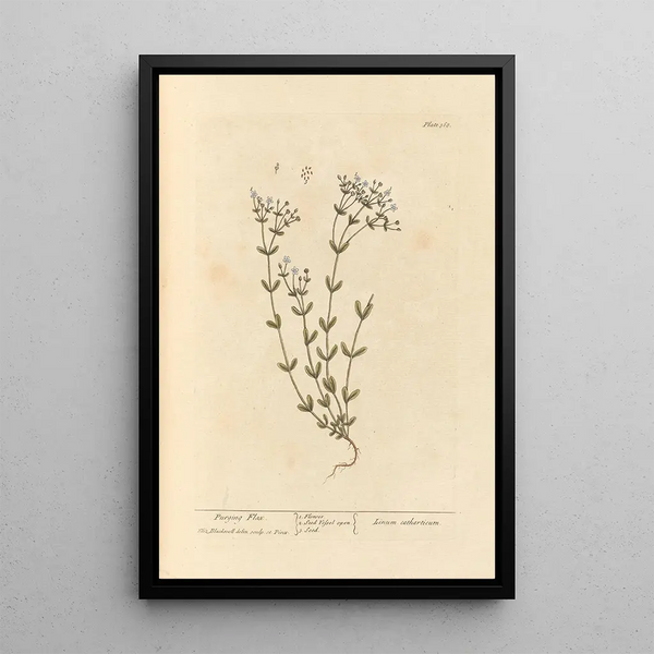 Lin purgatif - Elizabeth Blackwell — framed artwork on a wall