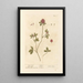Purple Clover Painting - Elizabeth Blackwell — framed artwork on a wall
