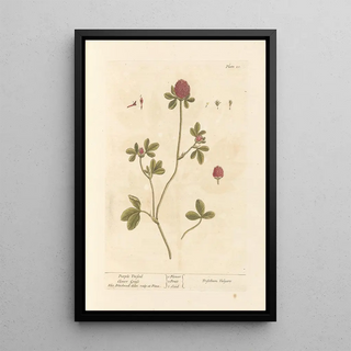Purple Clover Painting - Elizabeth Blackwell — framed artwork on a wall