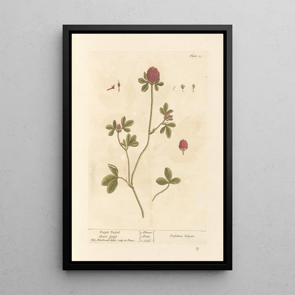 Purple Clover Painting - Elizabeth Blackwell — framed artwork on a wall