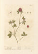 Purple Clover Painting - Elizabeth Blackwell — artwork view