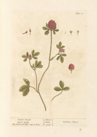 Purple Clover Painting - Elizabeth Blackwell — artwork view
