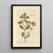 Porcelain - Elizabeth Blackwell — framed artwork on a wall