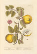 Coings - Elizabeth Blackwell — artwork view