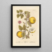Coings - Elizabeth Blackwell — framed artwork on a wall