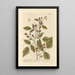Framboisier - Elizabeth Blackwell — framed artwork on a wall