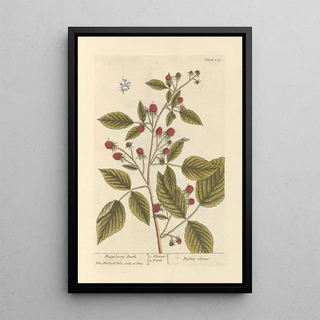 Framboisier - Elizabeth Blackwell — framed artwork on a wall