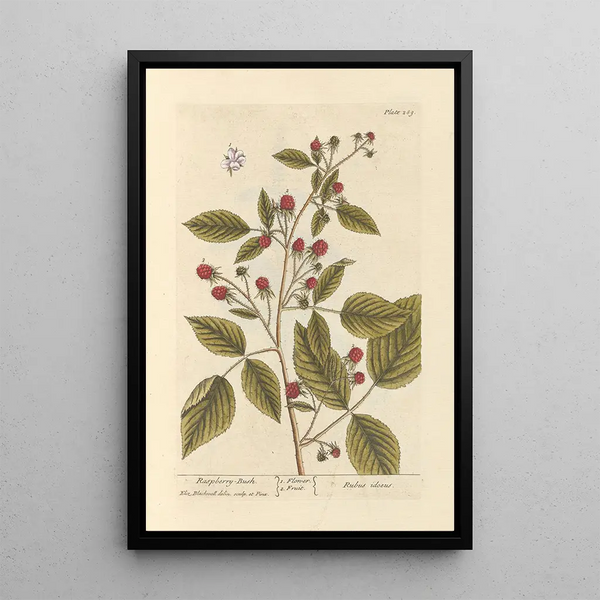 Framboisier - Elizabeth Blackwell — framed artwork on a wall