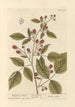 Framboisier - Elizabeth Blackwell — artwork view